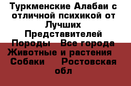 Туркменские Алабаи с отличной психикой от Лучших Представителей Породы - Все города Животные и растения » Собаки   . Ростовская обл.